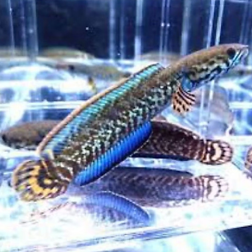 Chana Bleheri Rainbow Baby, Bahanan Super isi 2 Size 3-5cm+Pakan