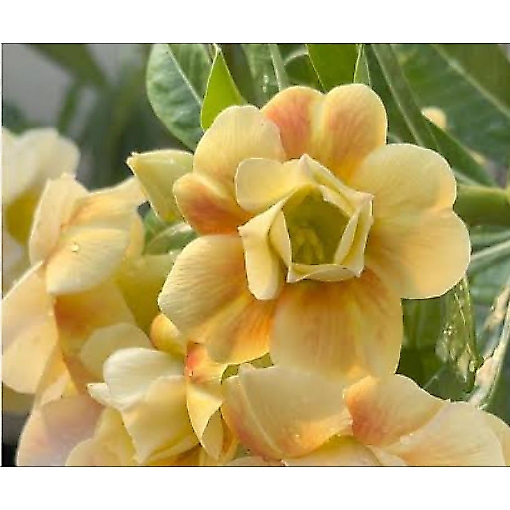 adenium honey lemon, bunga adenium kuning, adenium koleksi, adenium terbaru, jual adenium sehat, ade