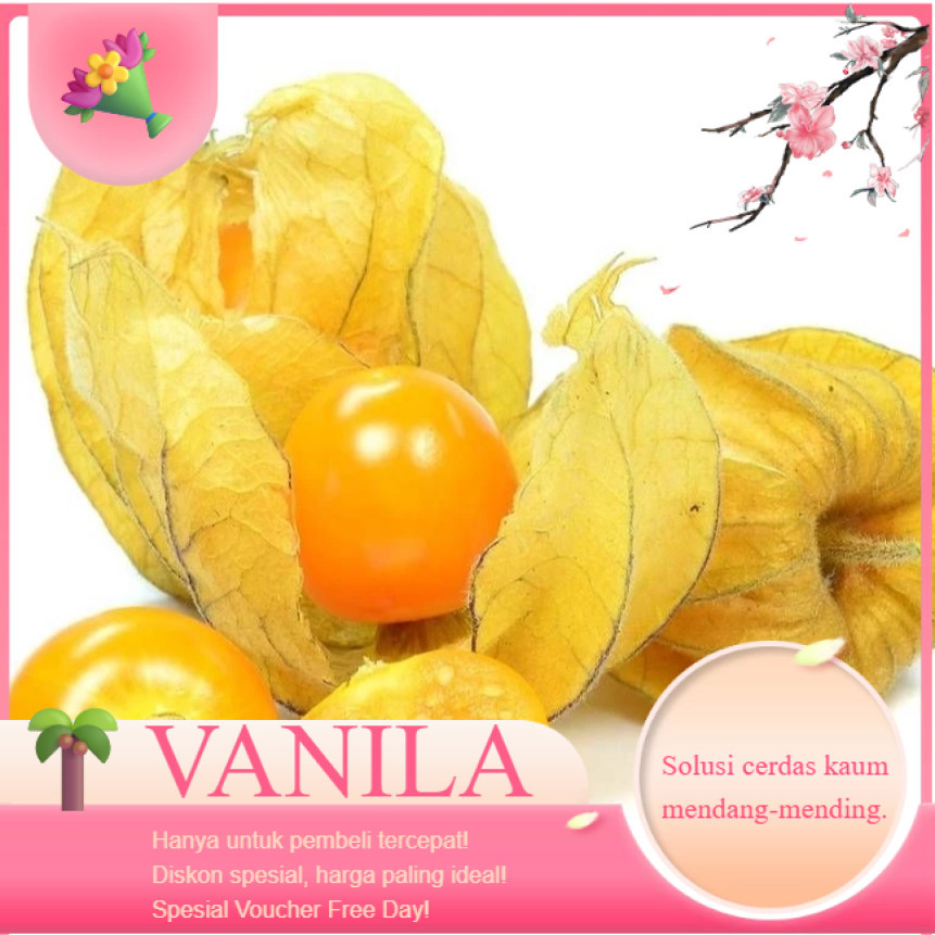 VS768 BUTIR BENIH CIPLUKAN KUNING JUMBO IMPORT