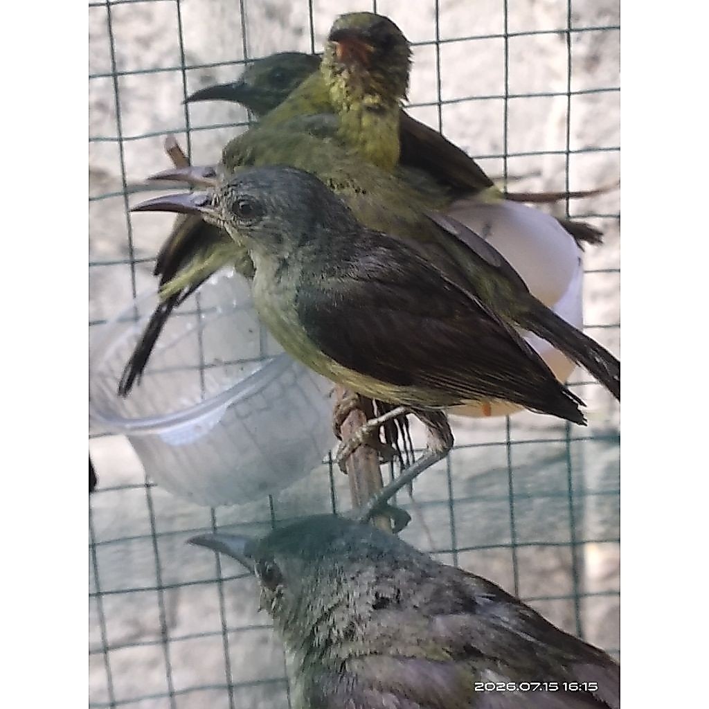 bird korlap kolibri kelapa pilihan sehat fit gemuk