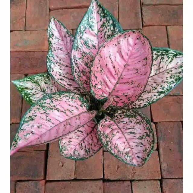Tanaman hias Aglonema Ruby pink - Bunga hias aglonema