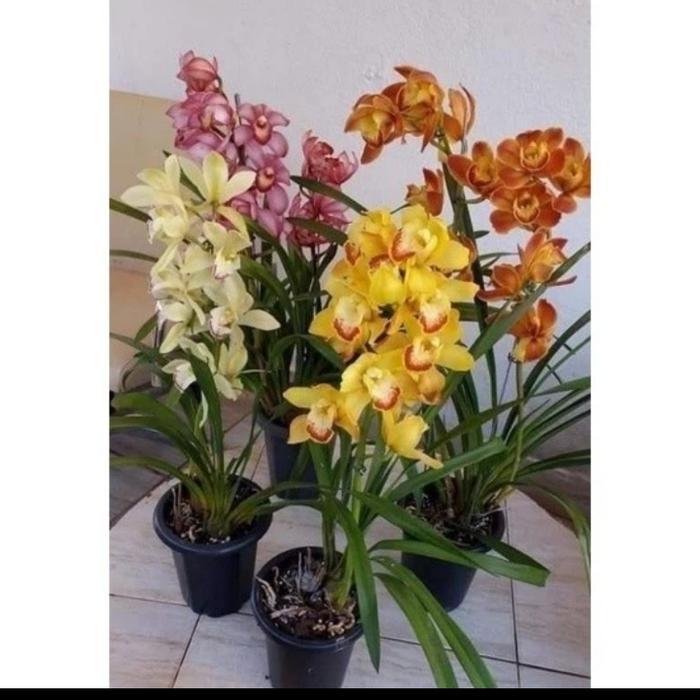 Paket hemat 4 jenis bunga anggrek tanah