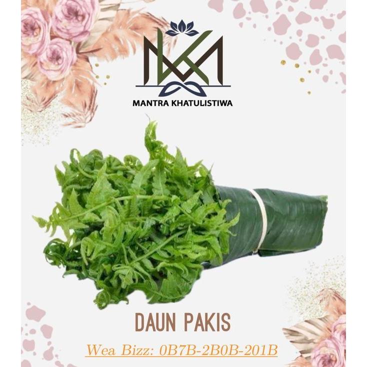 DAUN PAKIS MUDA SEGAR DAUN PAKIS PAKU SAYUR PAKIS SAYUR PAKU