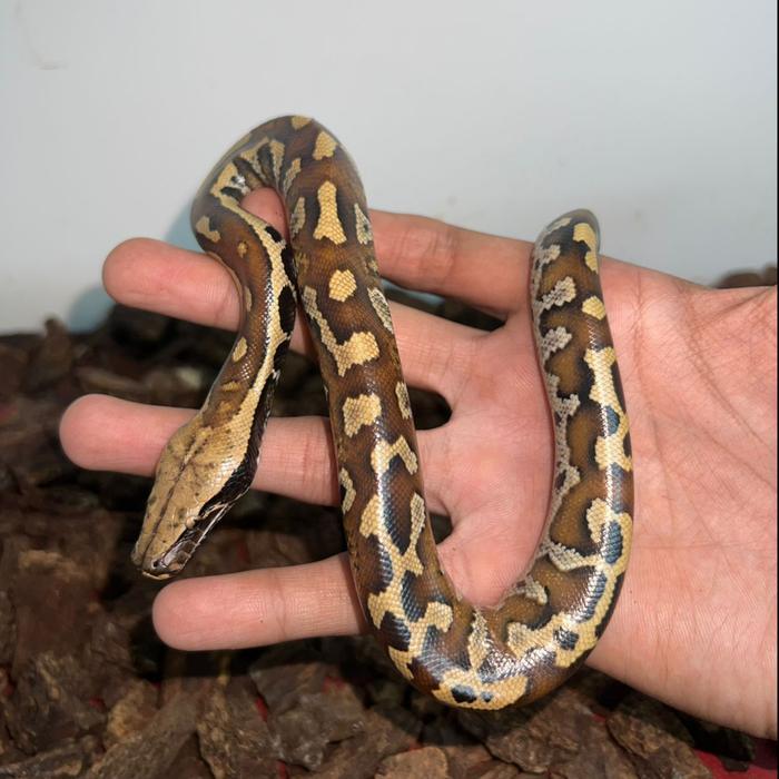 TERLARIS ular dipong blood python baby/baby up jinak murahh - Grade B