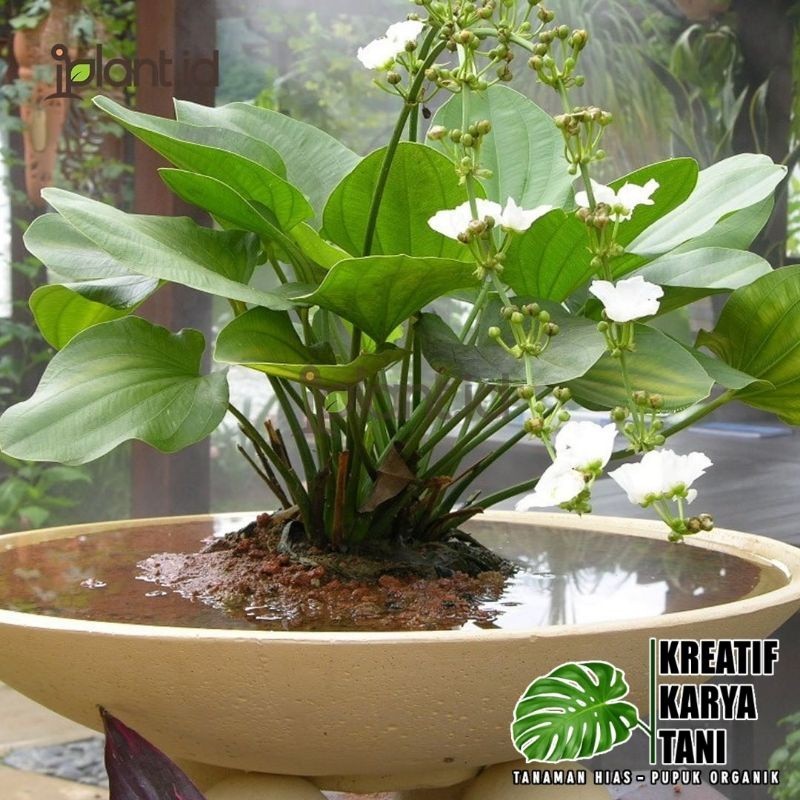 Tanaman hias media air melati air - Melati air