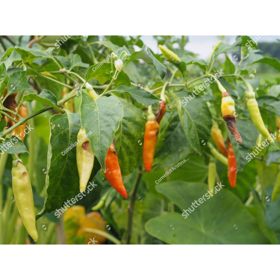 PLB BENIH BIJI Bibit Cabe Rawit VIRAL