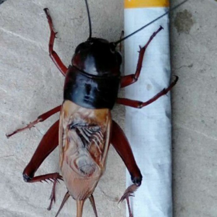 Jangkrik Merah Hidup  Jangkrik Hitam Paket  Jangkrik Super Kalung JK GARANG JANGKRIK Jangkrik Kalung