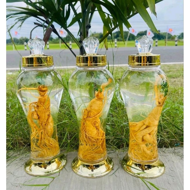 botol gingseng 1 Liter / botol kaca guci spesial plus gingseng jumbo