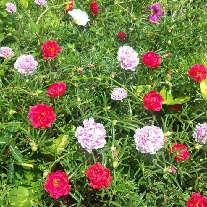 Mossros/Sutra Bombay/Krokot/Kembang jam 8