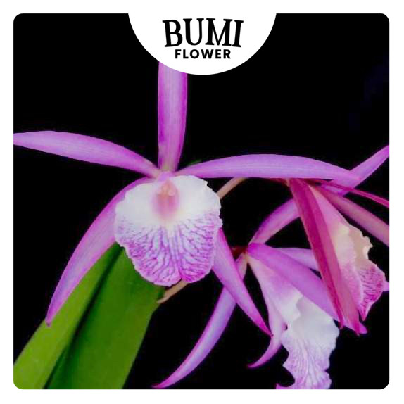 Anggrek C. loddigesii x (B. nodosa x B. subolifolia) / Jairak Kiku CATTLEYA TAIWAN remaja / dewasa (