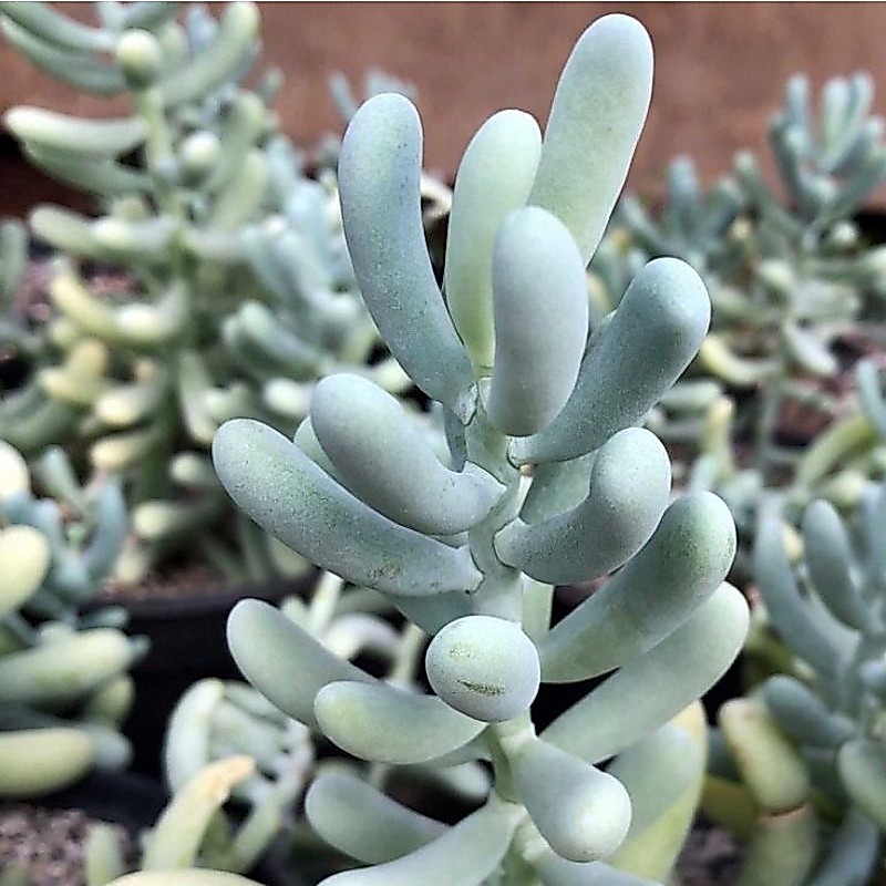 Sukulen Sedum Allantoides
