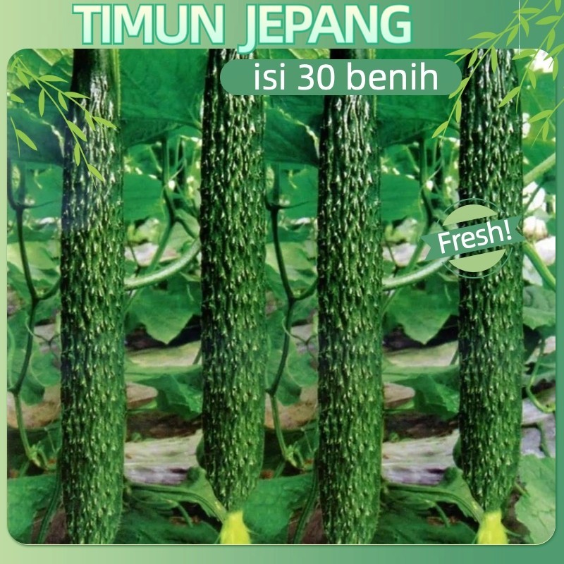 Potensi Tumbuh 95%30 Biji - Benih Timun Jepang ROBERTO F1, kaya gizi, cocok untuk diet Hibrida Sayur