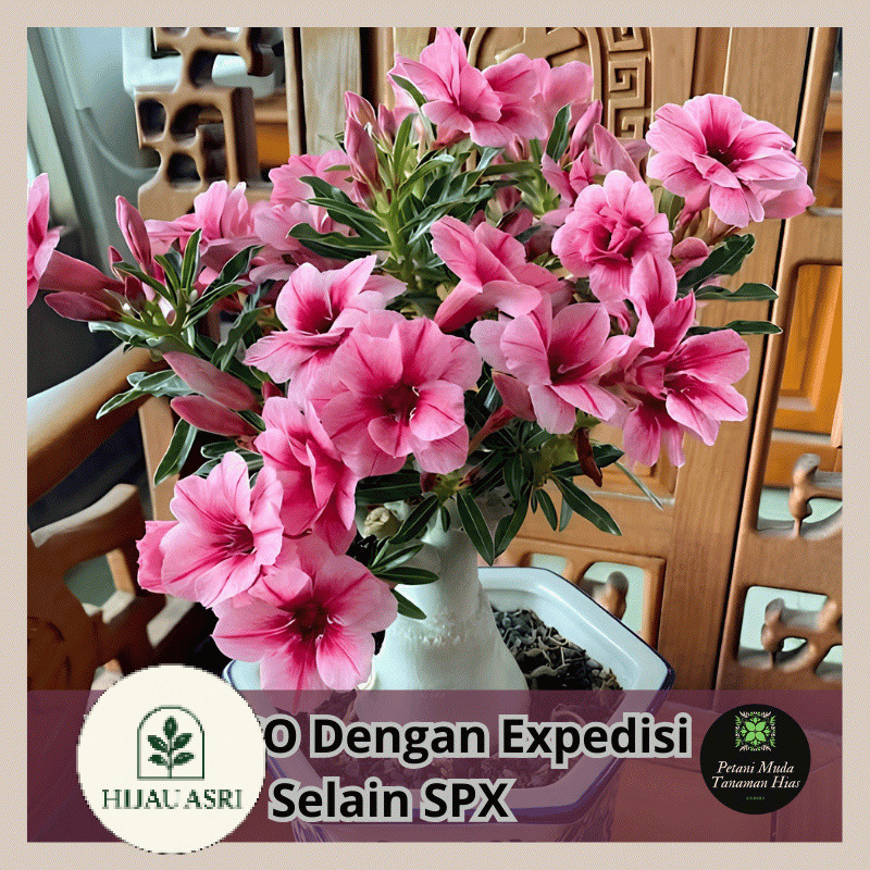 ( BISA BAYAR DI TEMPAT ) Tanaman Hias Adenium Bunga Tumpuk Hasil Grafting Ukuran Size B Bonggol Besa