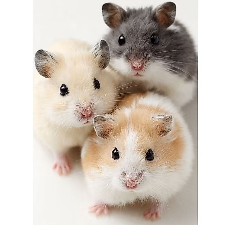 HAMSTER SYRIAN SHORT HAIR SEHAT | Syrian Hamster | Ready Kirim