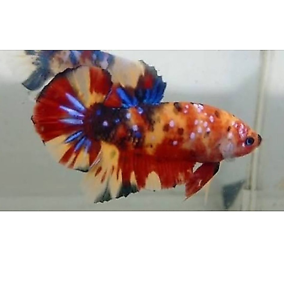 giant jumbo/giant hmpk top grade