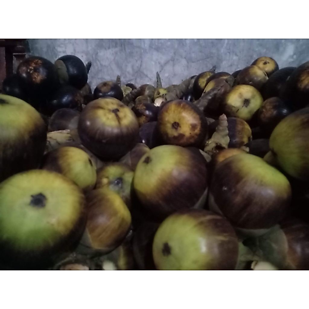 Buah Lontar / Buah Siwalan Utuh Segar Muda Satu Buah