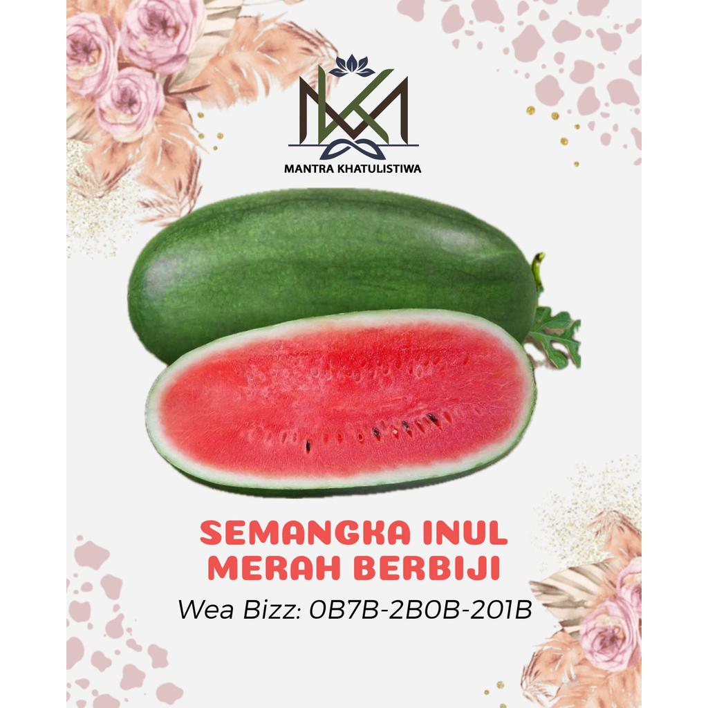 SEMANGKA INUL MANIS BERBIJI SEMANGKA LONJONG INUL MANIS
