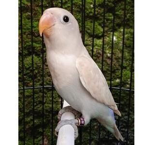 LOVEBIRD PASPUT/LOVEBIRD PASTEL PUTIH