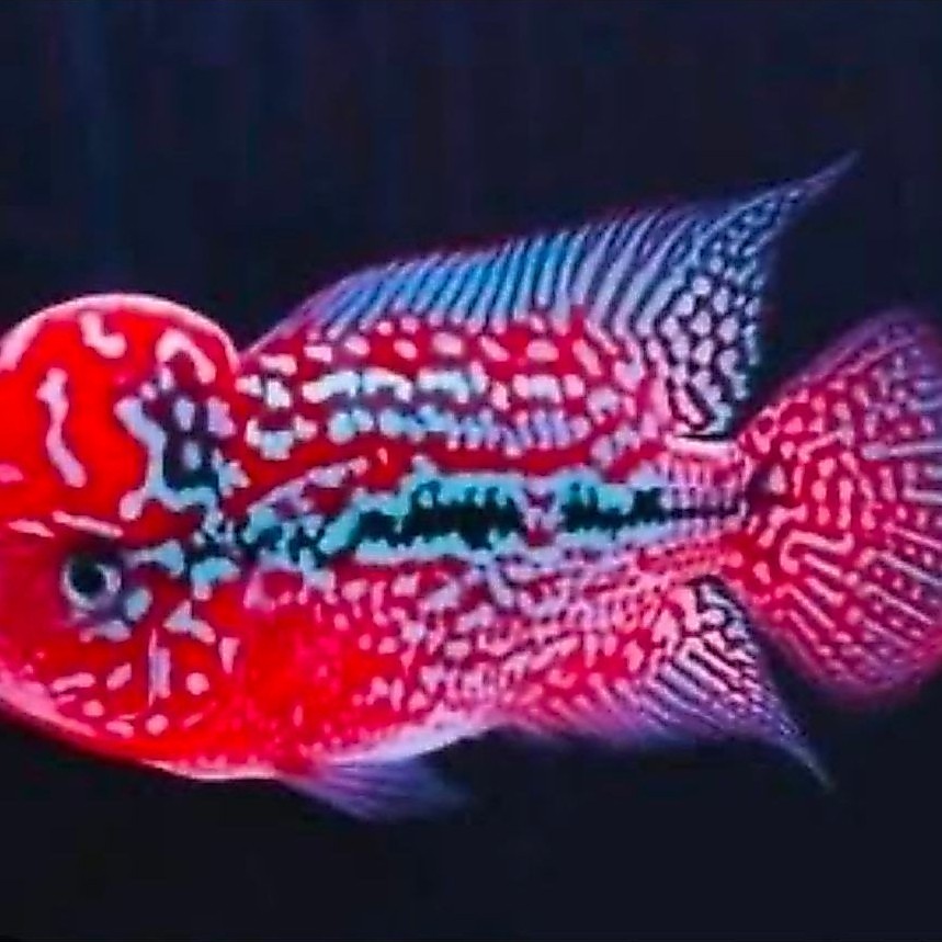 Burayak Ikan Louhan Kamfa V8 Thailand Super Red 7-8cm Bergaransi