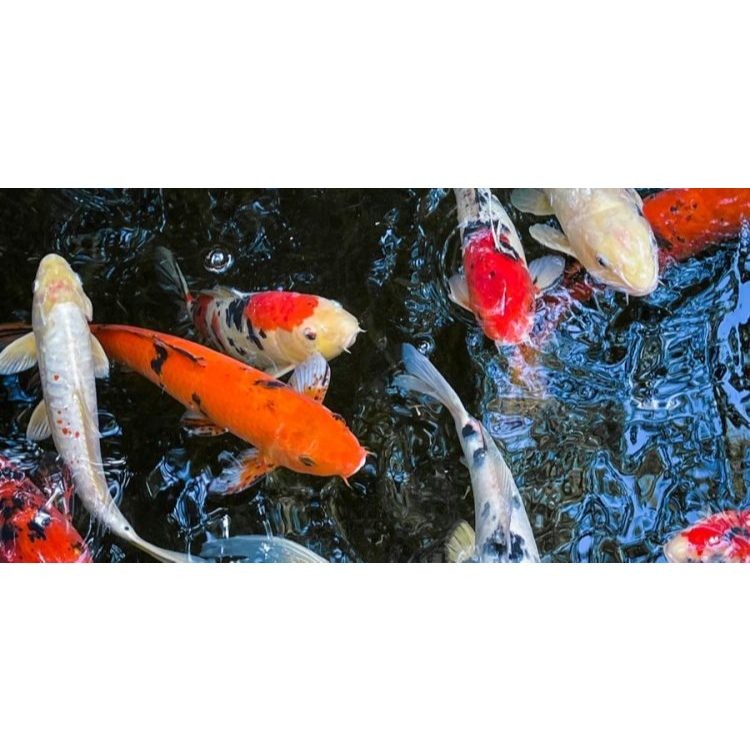 Hobi Bibit  Koi Blitar cantik Grade A harga termurah
