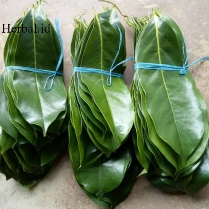 

Daun Sirsak Segar Organik 50 Lembar Segarr Fress Terbaik Terlaris Termurah Premium