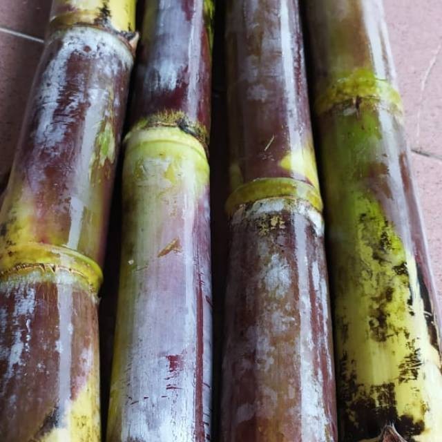 BIBIT TEBU IRENG/ TEBU WULUNG / TEBU MERAH