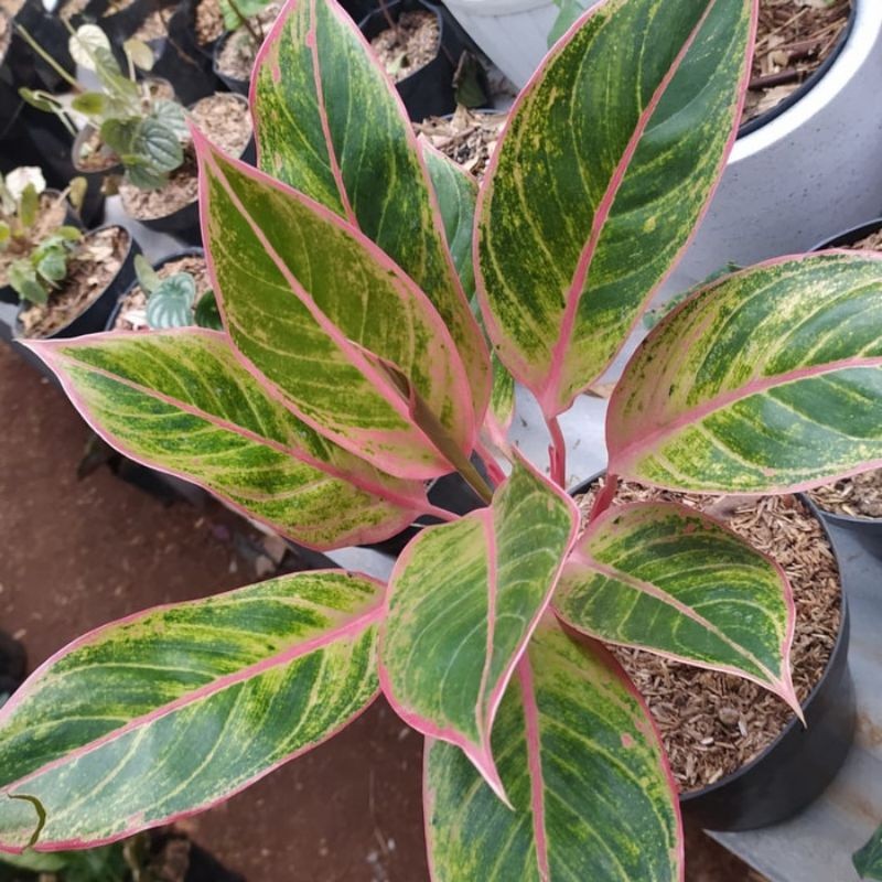 aglonema lipstik klasik - tanaman hias aglonema lipstik pink clasik