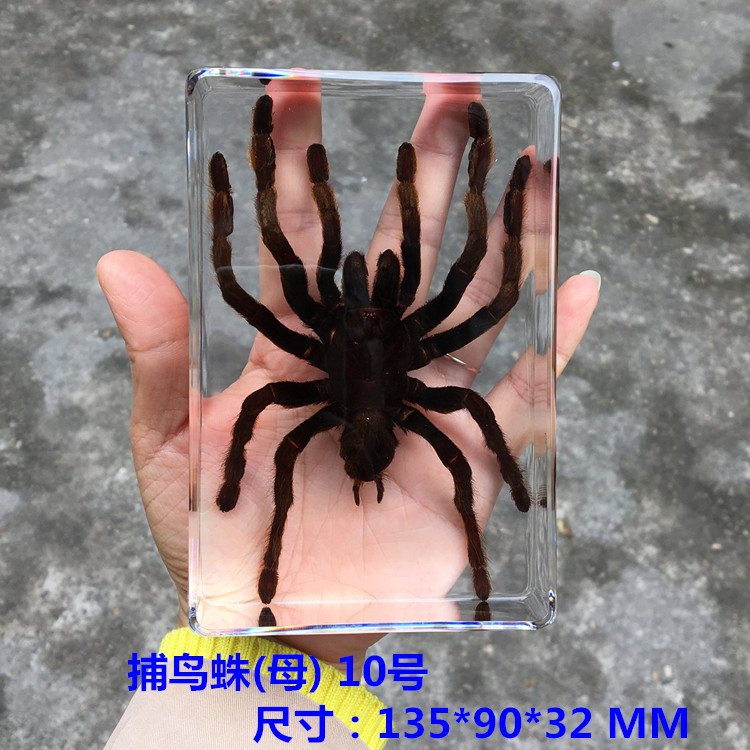 Resin insect specimen centipede spider beetle scorpion biological handmade specimen boy gift