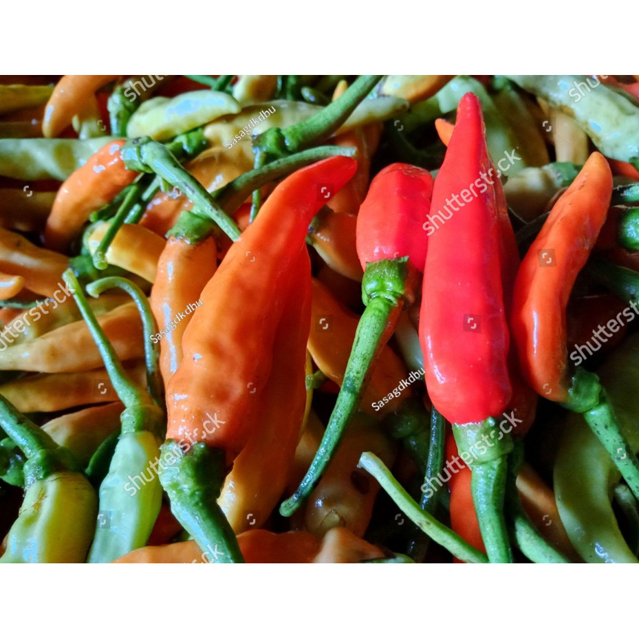 Biji Benih Bibit BIBIT BENIH CABE RAWIT PACAK