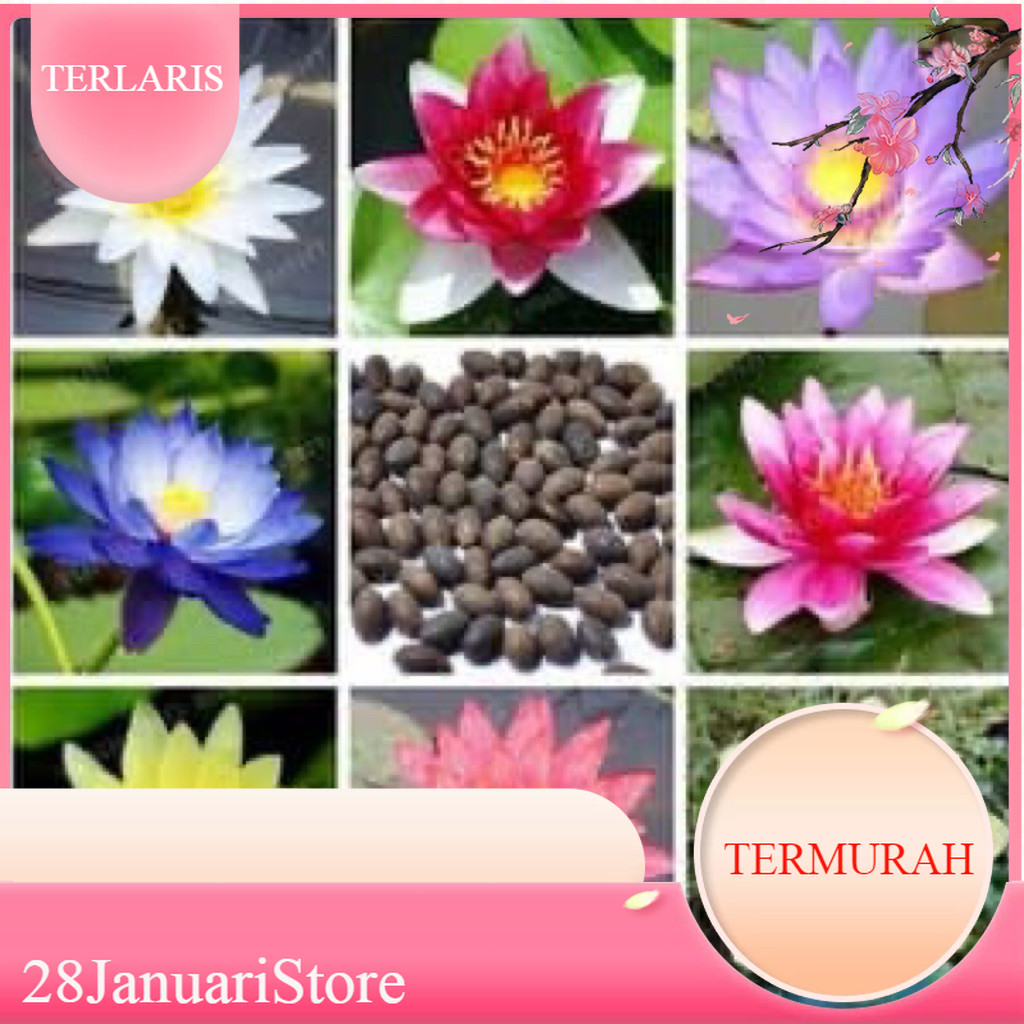 100 Biji buah teratai lotus mix campur siap tanam tebar bibit ditanam jaminan segar hidup terlaris t