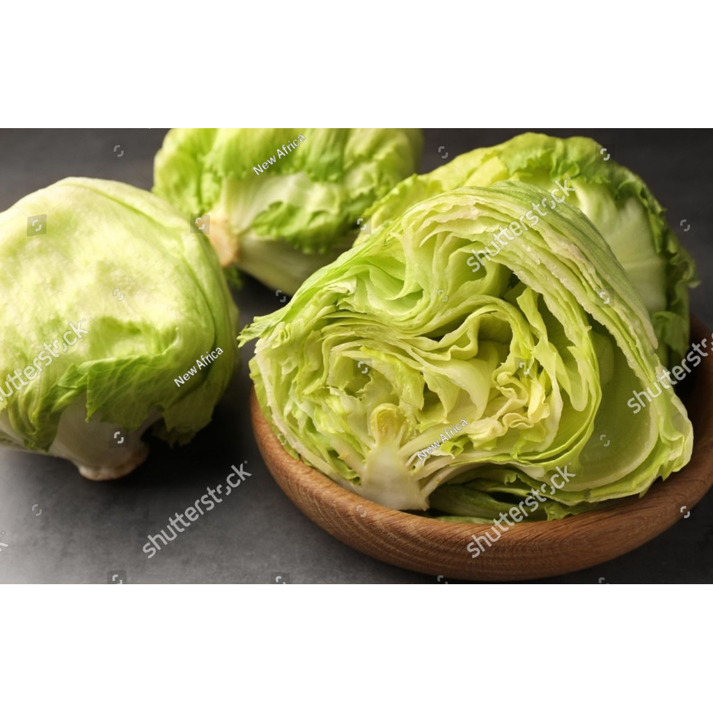 SC Benih Selada Iceberg Head Lettuce