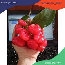 Jambu air kancing /bibit cangkok