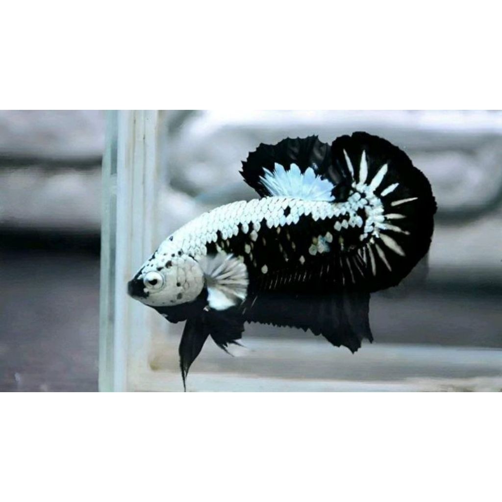 Ikan Cupang Murah Plakat Male Aduan Petarung BlackSamurai | Black Samurai