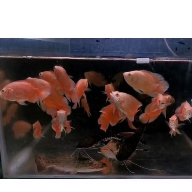 Oscar Paris Albino 7-10cm Ikan Sehat Rakus suka pelet