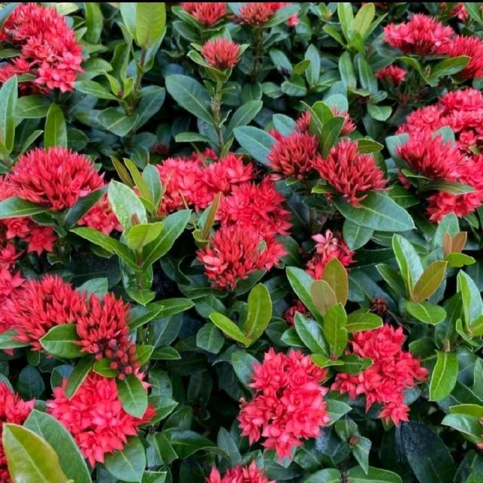 tanaman bunga asoka merah pohon asoka india tanaman asoka bunga merah