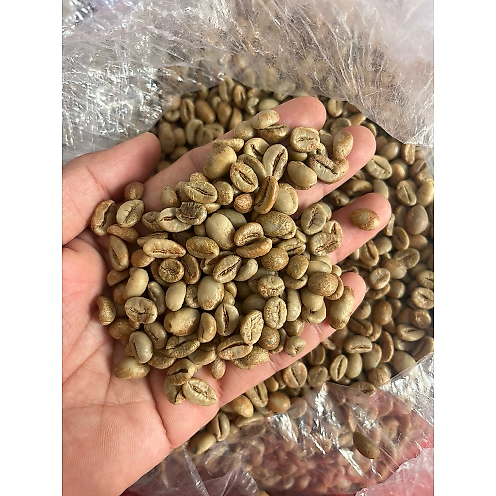 Green Bean Robusta