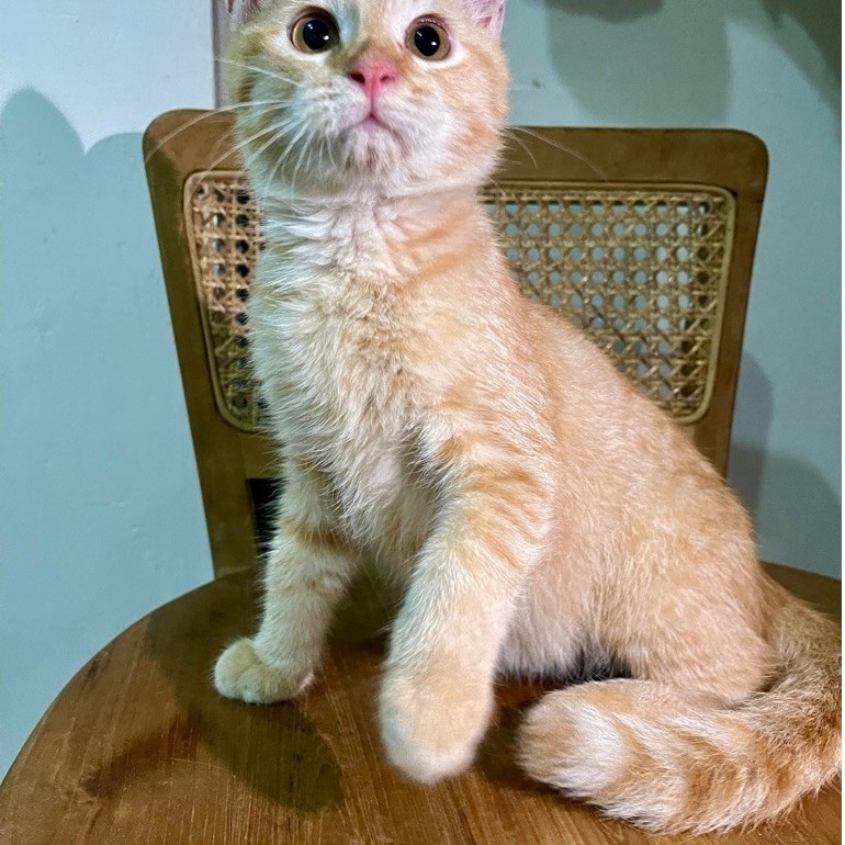 Kucing mix Persia | ragdoll | himalaya pengiriman menggunakan keranjang dan hanya dikirim dengan ins