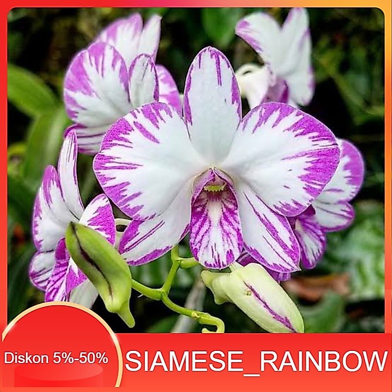 Anggrek Dendrobium Enobi Splash