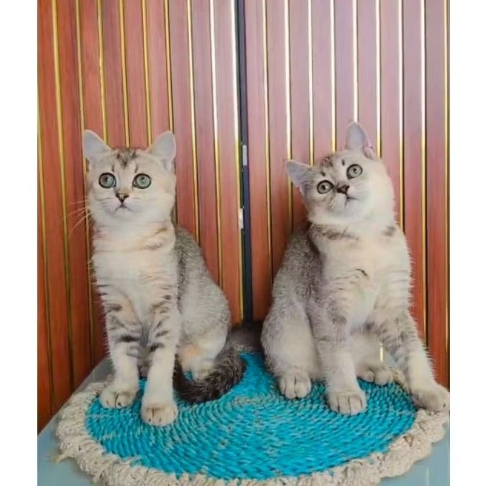 FREEE ONGKIR Kucing Kitten BSH Golden British Sort Hair Golden Bulat GRATIS ONGKIR