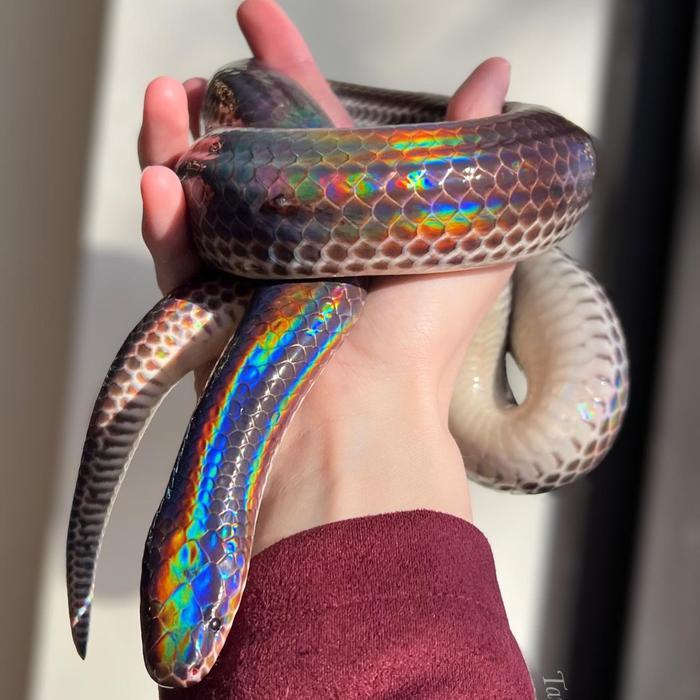 TERLARIS Ular Pelangi Xenopeltis Unicolor Sunbeam Snake Jinak tidak berbisa Aman dan Ramah