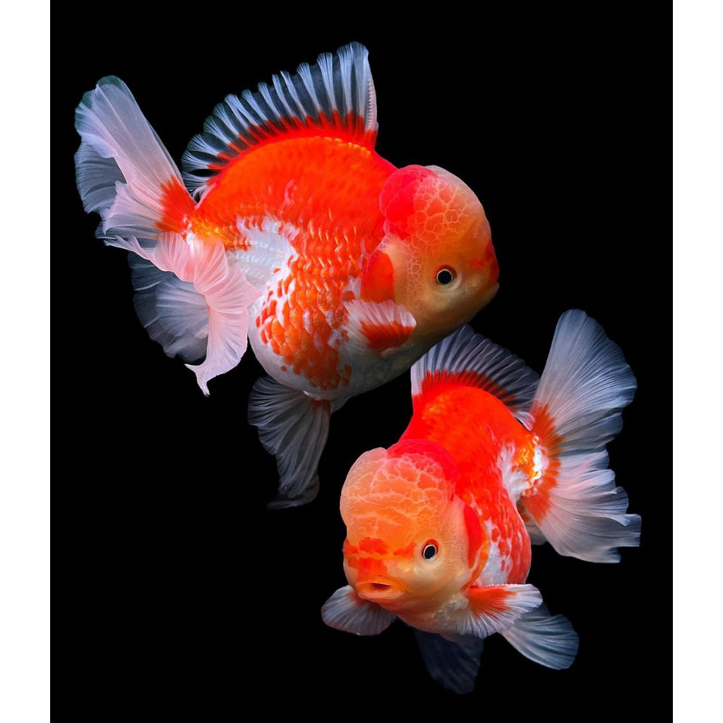 PAKET SEPASANG ikan hias mas koki oranda RW merah kombinasi 10-13 CM super jumbo