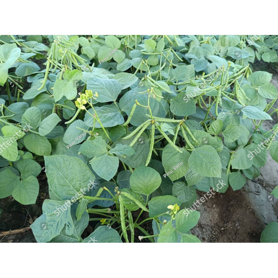 AL BENIH KACANG HIJAU VIMA