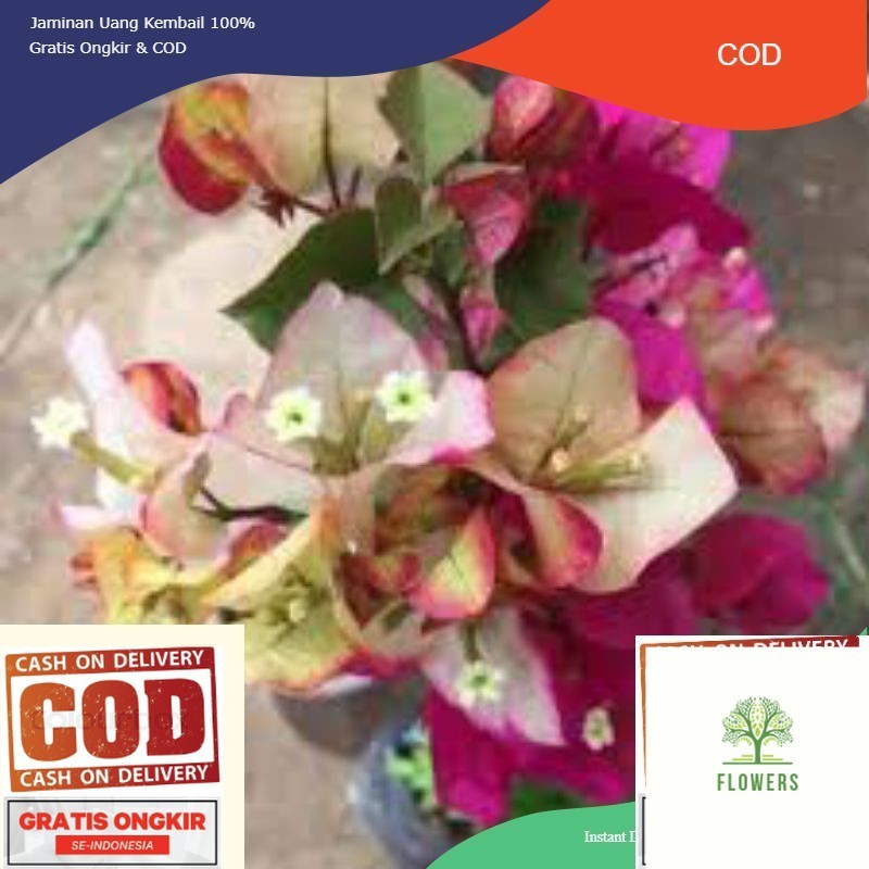 (PROMO) Bougenville citra India