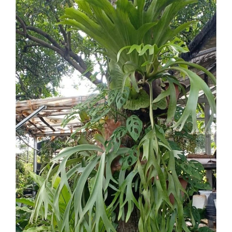 KADAKA TANDUK RUSA JUMBO