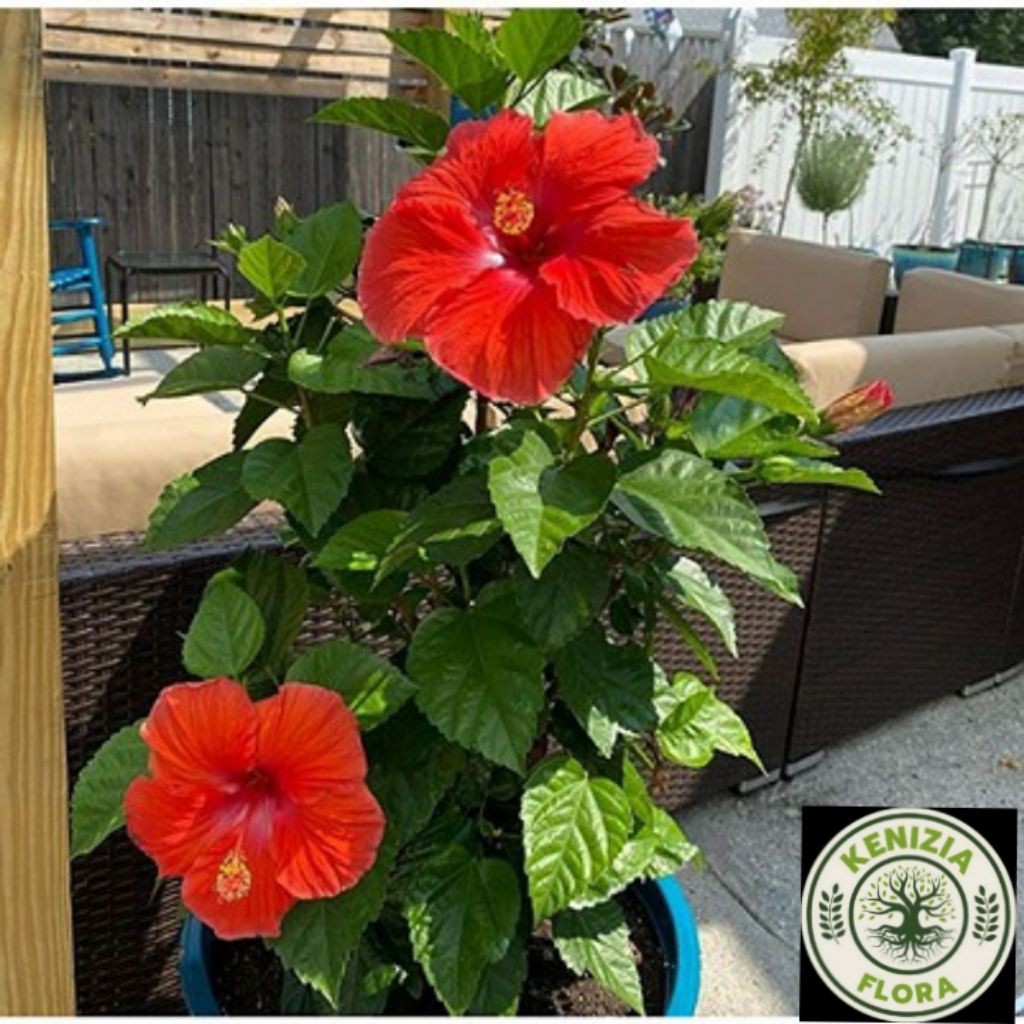 BIBIT POHON BUNGA TUMPUK KEMBANG SEPATU // KEMBANG SEPATU BUNGA TUMPUK BISA COD