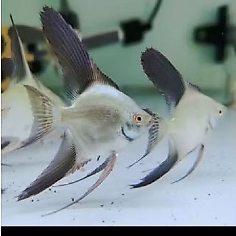 MANFISH  BSP UKURAN 3 CM ANGELFISH