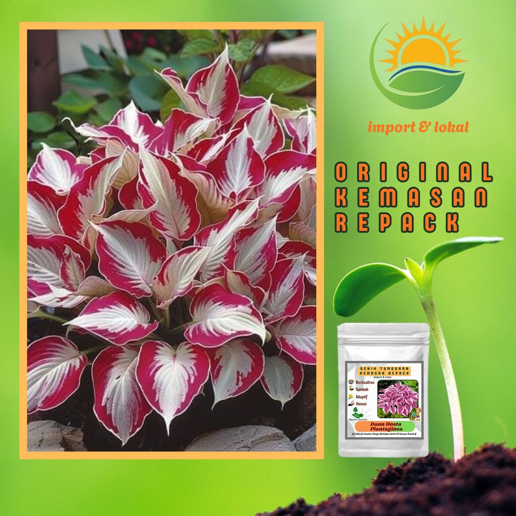 Biji Import Daun Hosta Blanco Rojo Isi 100 Butir  Unggul Asli Kemasan Repack Z166
