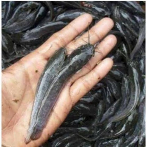 Bibit lele ukuran 10 - 11 cm per 1000 ekor/ bibit ikan / benih ikan / bibit ikan lele / bibitikan