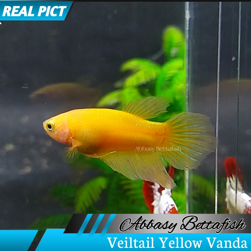 Hm Veiltail Line Vanda Female Betina Real Picture02
