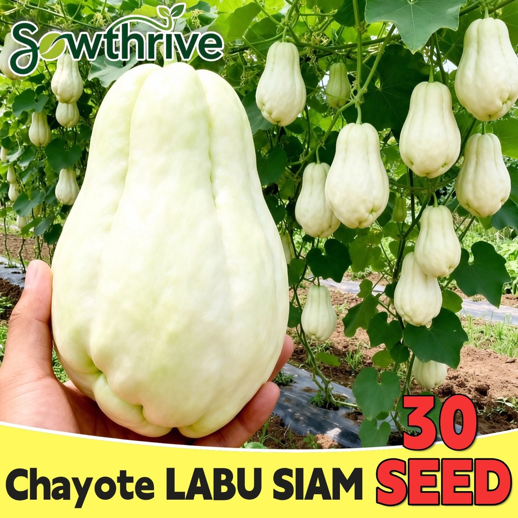 Benih Benih Labu Siam Putih Chayote Isi 30 Biji Bibit Labu Siam Anggur Siap Tanam Benih Labu Siam Se